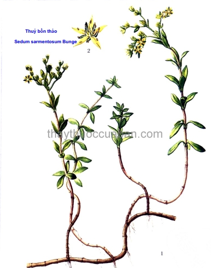 Hình ảnh cây Thuỷ bồn thảo